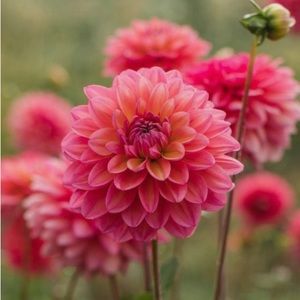 Meet your Posher, Logan